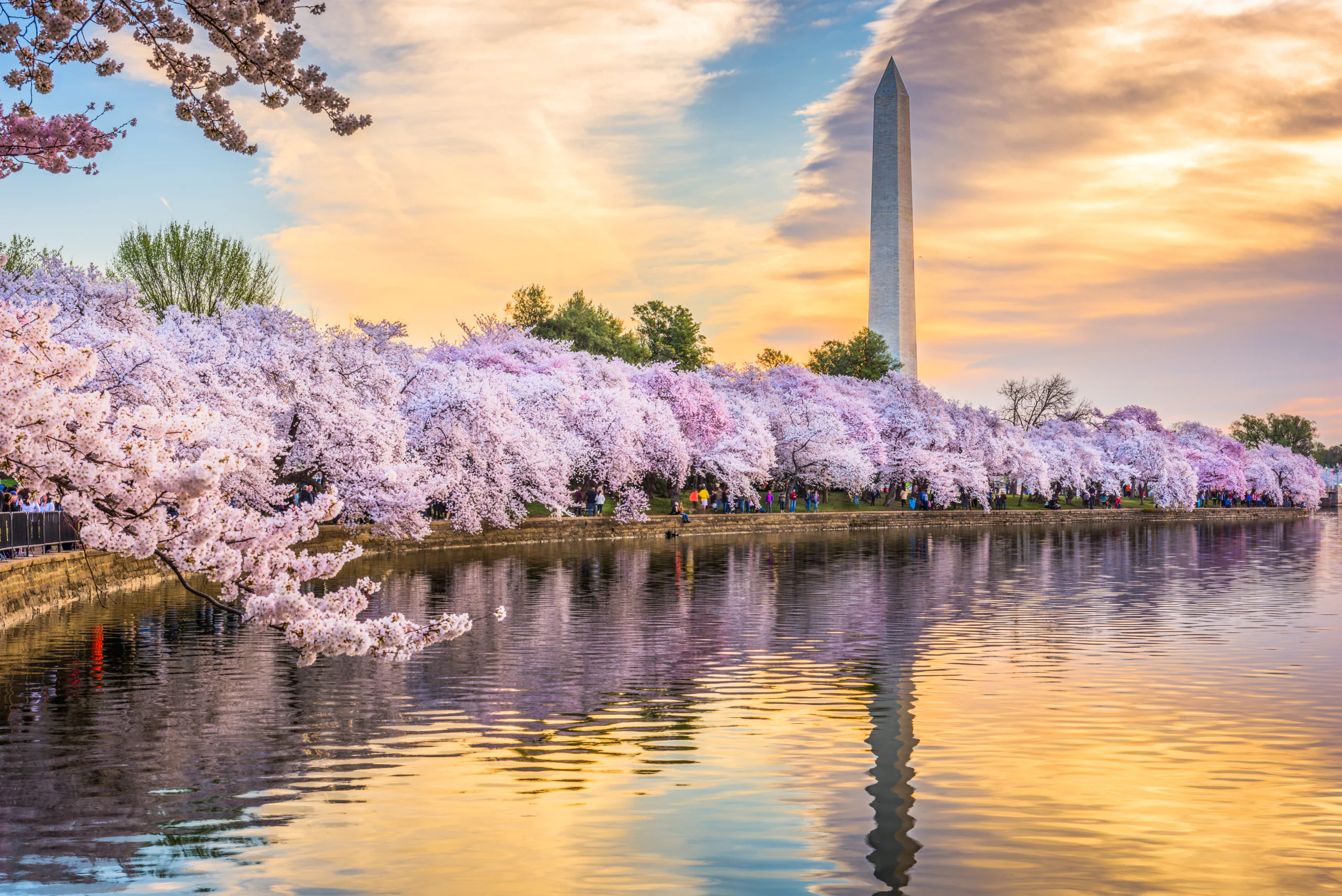 What Are the Must-See Events at the 2026 National Cherry Blossom Festival?